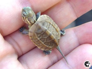 Baby turtle