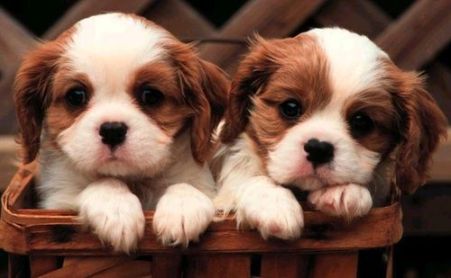 Here is a picture of puppies instead!