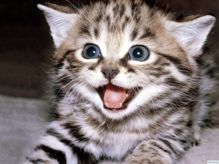 But even I will concur that this is a cute kitty.